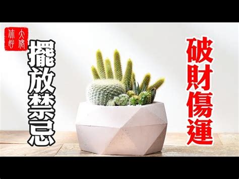 家裡放仙人掌好嗎